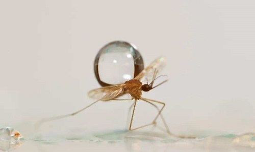 为什么下雨天时蚊子不会被雨滴砸死?支付宝蚂蚁庄园6月9日答案截图
