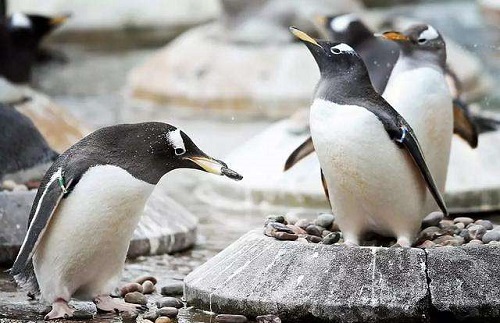猜一猜企鹅在向另一半表白的时候会送什么作为定情信物?支付宝蚂蚁庄园8月4日答案截图