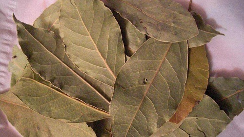 烹饪美食经常用的香叶其实是哪种树的叶子?支付宝蚂蚁庄园8月12日答案截图