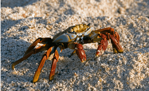 猜一猜：螃蟹断掉的腿，还能重新长出来吗?支付宝蚂蚁庄园8月26日答案截图