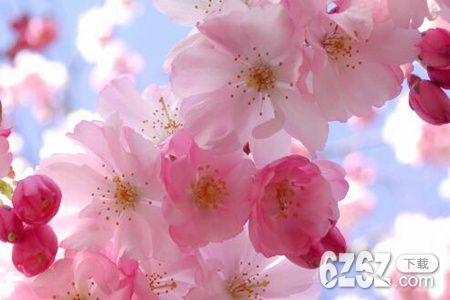 梦见桃花是什么预兆 是预示着欢乐和幸福吗