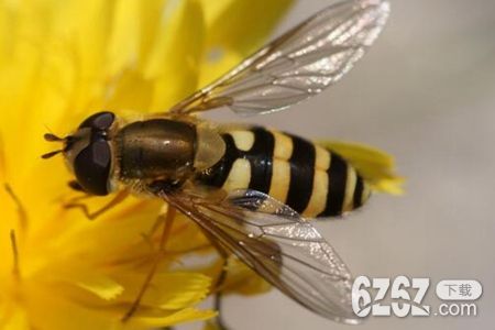 梦见蜜蜂是什么预兆？是吉还是凶的征兆吗